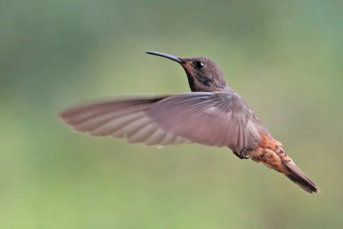 Photo (6): Brown Violetear