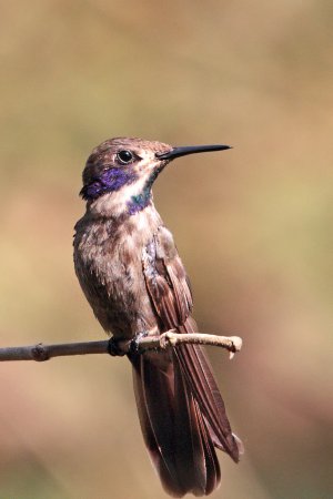 Photo (4): Brown Violetear