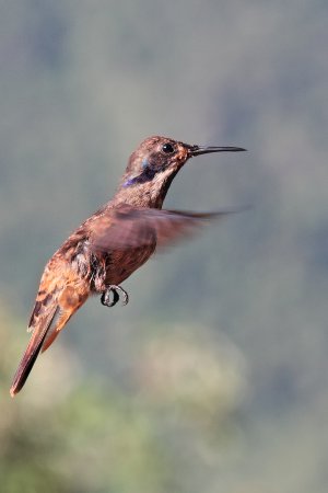 Photo (13): Brown Violetear