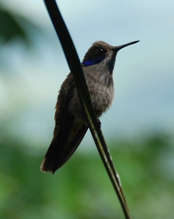 Photo (17): Brown Violetear