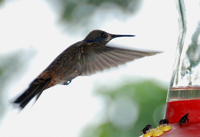 Photo (19): Brown Violetear