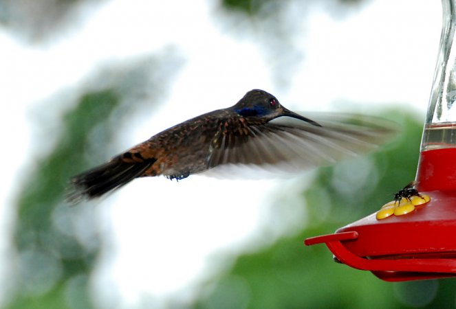 Photo (20): Brown Violetear