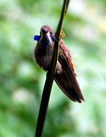 Photo (18): Brown Violetear