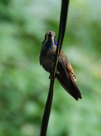 Photo (14): Brown Violetear