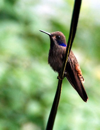 Photo (15): Brown Violetear