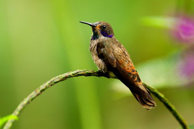Photo (1): Brown Violetear