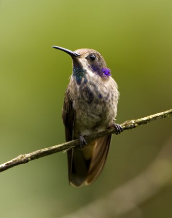 Photo (2): Brown Violetear