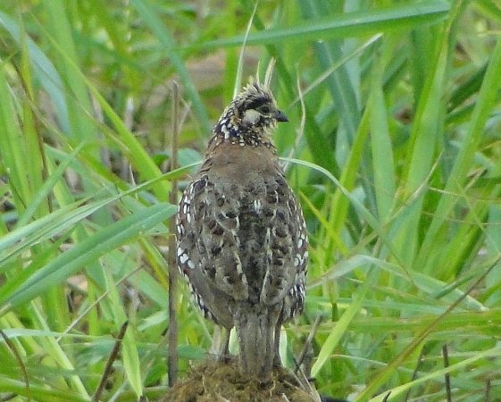 Photo (2): Crested Bobwhite