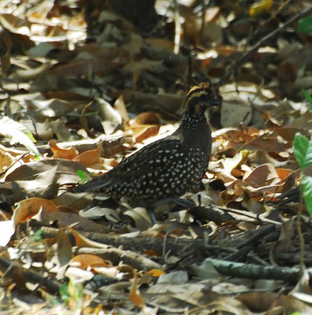 Photo (3): Crested Bobwhite
