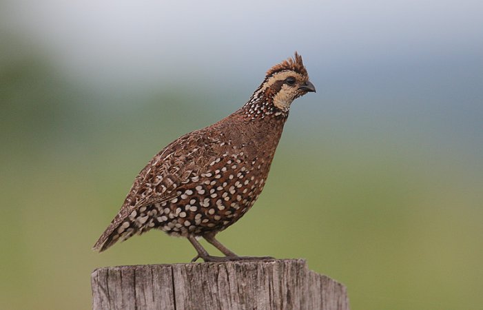 Photo (1): Crested Bobwhite