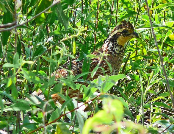 Photo (6): Northern Bobwhite