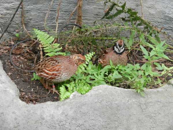 Photo (14): Northern Bobwhite