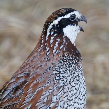 Photo (21): Northern Bobwhite