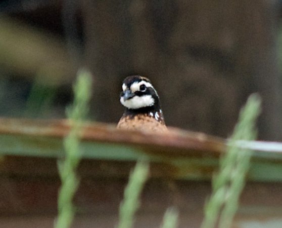 Photo (20): Northern Bobwhite