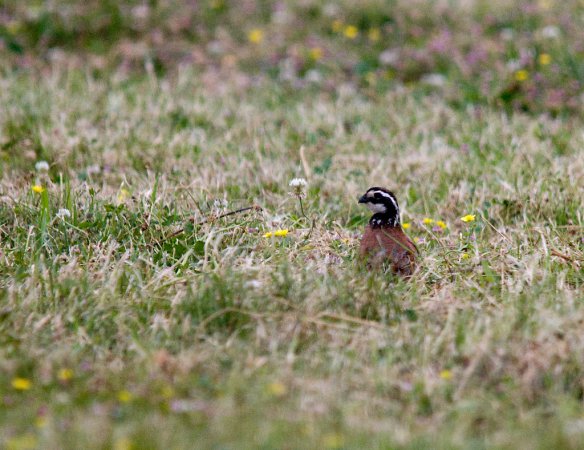 Photo (17): Northern Bobwhite