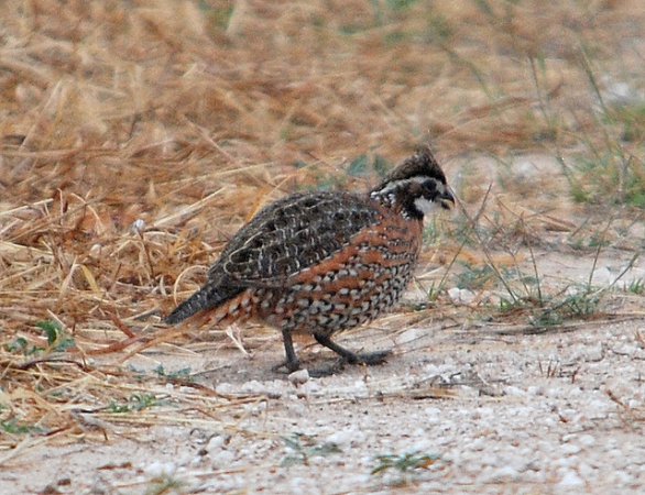 Photo (15): Northern Bobwhite