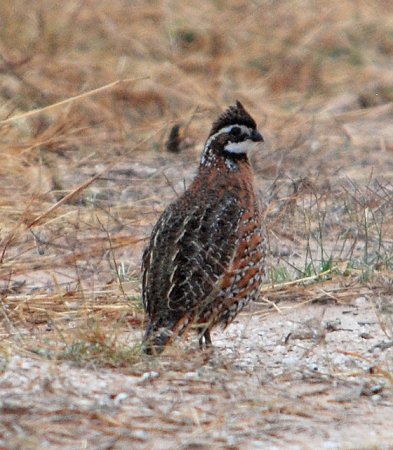 Photo (23): Northern Bobwhite