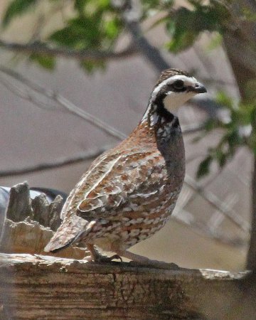 Photo (16): Northern Bobwhite