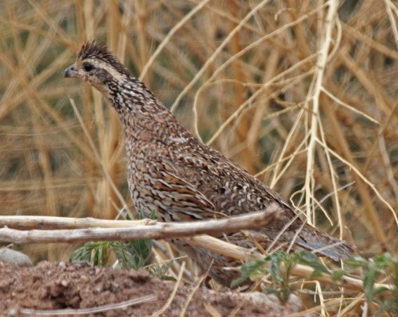 Photo (10): Northern Bobwhite