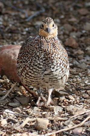 Photo (4): Northern Bobwhite