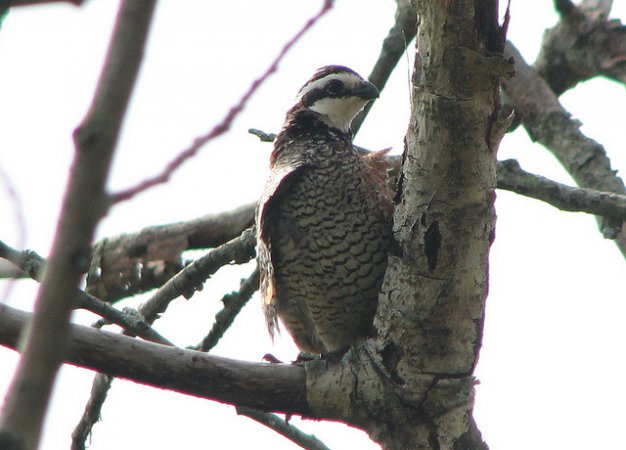 Photo (22): Northern Bobwhite