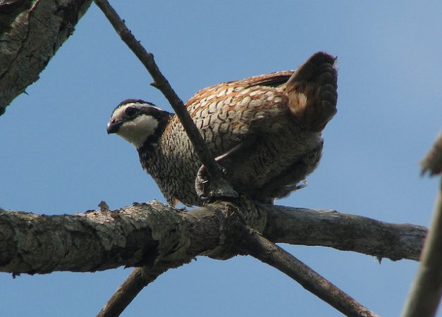 Photo (18): Northern Bobwhite