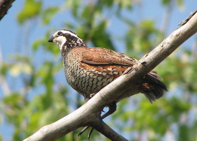 Photo (9): Northern Bobwhite