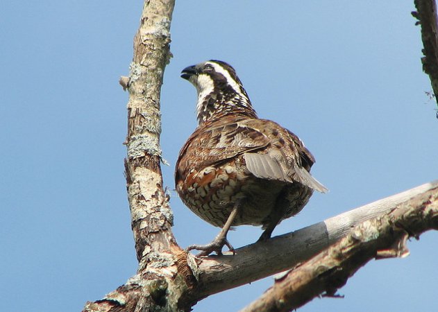 Photo (19): Northern Bobwhite
