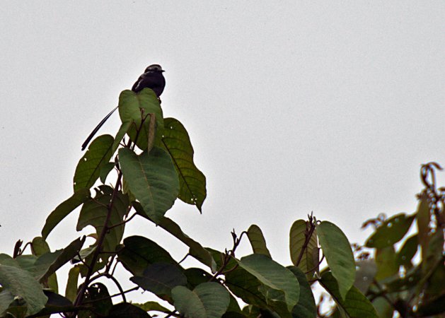 Photo (15): Long-tailed Tyrant