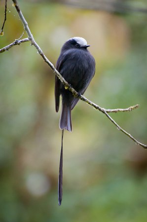 Photo (5): Long-tailed Tyrant