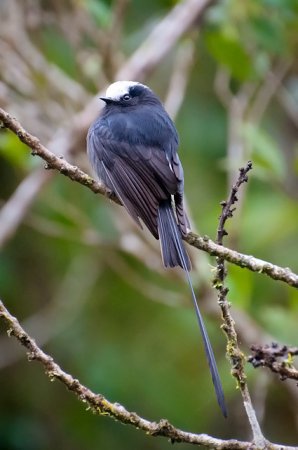 Photo (1): Long-tailed Tyrant
