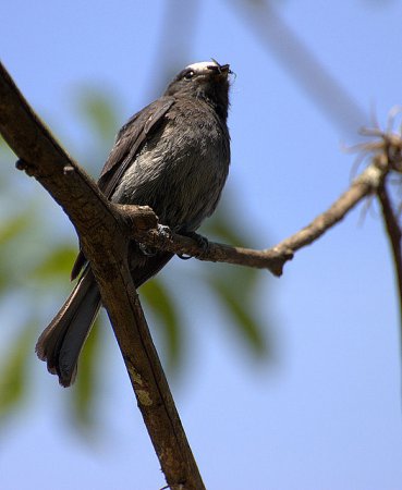 Photo (4): Long-tailed Tyrant