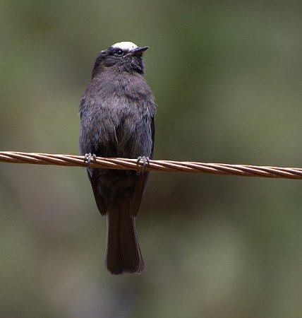 Photo (2): Long-tailed Tyrant