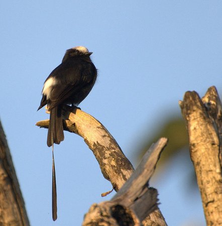 Photo (6): Long-tailed Tyrant