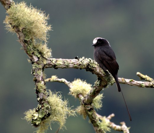 Photo (3): Long-tailed Tyrant