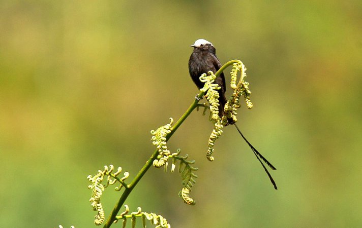 Photo (8): Long-tailed Tyrant