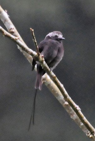 Photo (14): Long-tailed Tyrant
