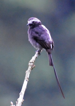Photo (13): Long-tailed Tyrant