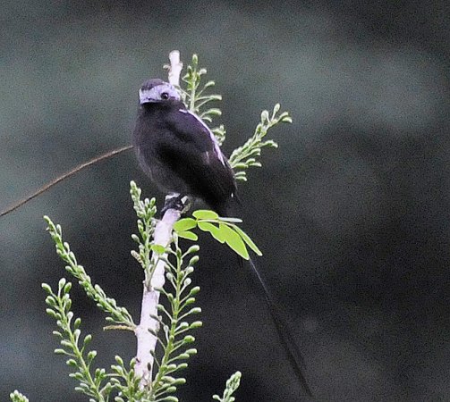 Photo (7): Long-tailed Tyrant