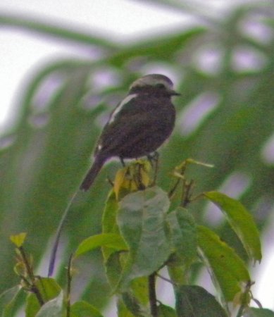 Photo (10): Long-tailed Tyrant