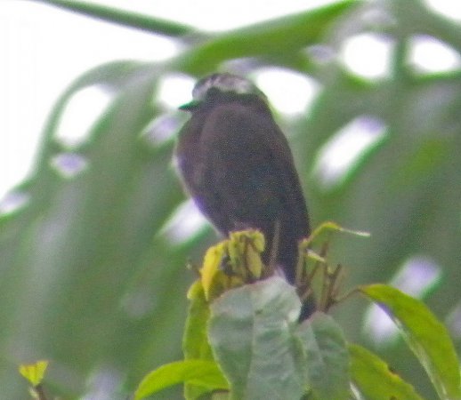 Photo (11): Long-tailed Tyrant