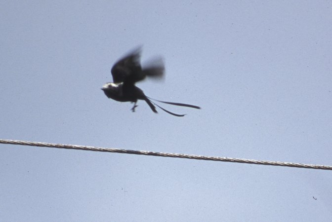 Photo (12): Long-tailed Tyrant