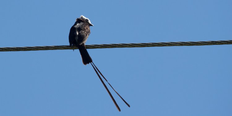 Photo (9): Long-tailed Tyrant