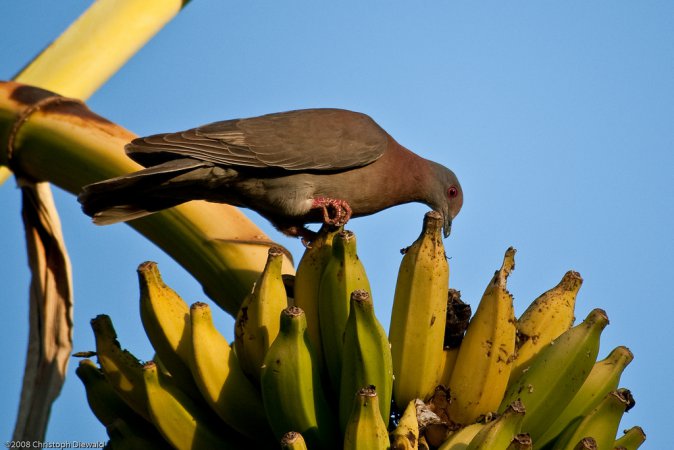 Photo (4): Pale-vented Pigeon