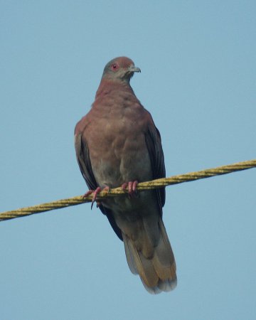 Photo (2): Pale-vented Pigeon
