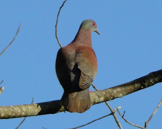 Photo (3): Pale-vented Pigeon