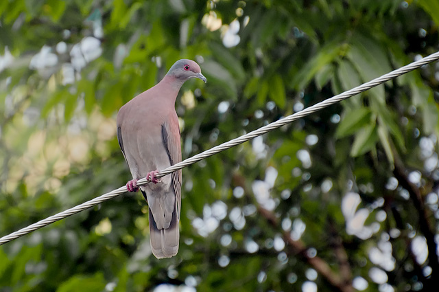 Photo (1): Pale-vented Pigeon