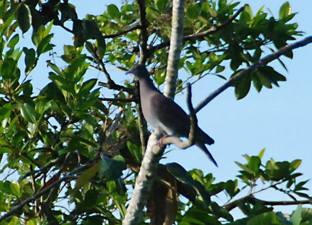 Photo (6): Pale-vented Pigeon