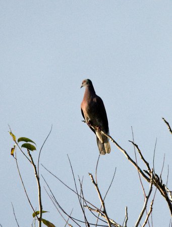 Photo (7): Pale-vented Pigeon