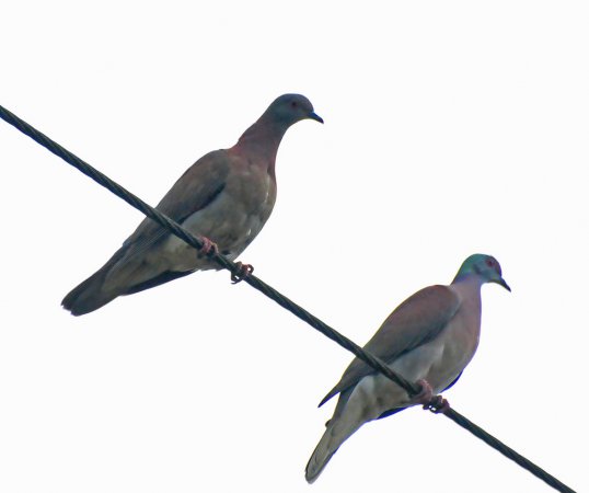 Photo (5): Pale-vented Pigeon